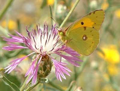 Clouded Yellow (Colias croceus) �  Fraser Simpson